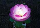 Published on 7/21/2002 Candlelight Vigil in Ottawa: Brutal Persecution Reveals the Nobility of "Lotus Flowers" 