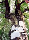 Published on 6/23/2001 Chinese Elm in Virginia