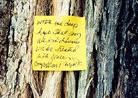Published on 6/23/2001 Chinese Elm in Virginia