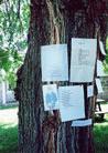 Published on 6/23/2001 Chinese Elm in Virginia