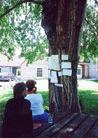 Published on 6/23/2001 Chinese Elm in Virginia