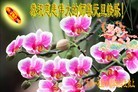 Published on 1/1/2013 ֹ,̫󷨵ӹףʦ
