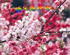 Published on 2/7/2008 ½󷨵ʦ꣨壩