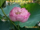 Published on 5/14/2008 ½󷨵ף編ִʦٳʮˣ