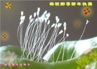 Published on 2/4/2011 ֹ,½󷨵ӹףʦãإһ210أ - ִ
