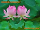 Published on 1/1/2013 ֹ,йҵ󷨵ӹףʦԪ
