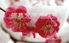 Published on 1/1/2013 ֹ,½󷨵ӹףʦԪ֣114
