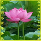ֹ,󷨵ӹףʦ(16)
