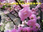 ֹ,½󷨵ӹףʦ(31)
