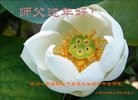 ֹ,½󷨵ӹףʦã42
