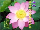 ֹ,ӱ󷨵ӹףʦ(26)
