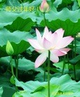 ֹ,ӱ󷨵ӹףʦ֣26
