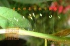 ֹ,½󷨵ӹףʦ(34)
