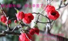 ֹ,½󷨵ӹףʦ(31)
