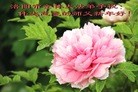 ֹ,ϴ󷨵ӹףʦã21
