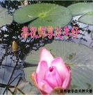 Published on 2/8/2016 ���ֹ�,���Ƿ���Ѻ�Ĵ󷨵��ӹ�ףʦ�������(22��)
