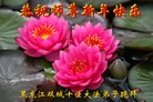 ֹ,󷨵ӹףʦ(19)
