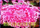 ֹ,ɹŴ󷨵ӹףʦ(20)
