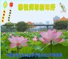 ֹ,ɹŴ󷨵ӹףʦ(20)
