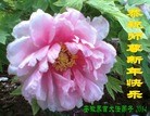 ֹ,մ󷨵ӹףʦ(28)
