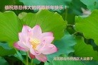 ֹ,ӱ󷨵ӹףʦԪ(24)
