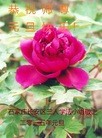 ֹ,ʯׯ󷨵ӹףʦԪ(28)
