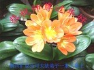 ֹ,󷨵ӹףʦ(25)
