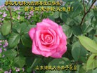 ֹ,Ϋ󷨵ӹʦ𻪵ߴ󷨺鴫ʮ(23)
