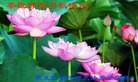 ֹ,󷨵ӹףʦ(20)
