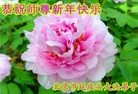 ֹ,󷨵ӹףʦ(25)
