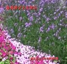 Published on 12/31/2015 ���ֹ�,С���ӹ�ףʦ���������(25��)
