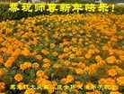 ֹ,󷨵ӹףʦ(26)

