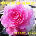 ֹ,󷨵ӹףʦ(29)
