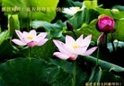 ֹ,󷨵ӹףʦ(29)
