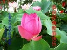 ֹ,󷨵ӹףʦ(23)
