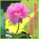 Published on 9/26/2015 ���ֹ�,��½�󷨵��ӹ�ףʦ�������(30��)
