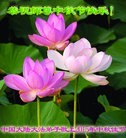 ֹ,½󷨵ӹףʦ(35)
