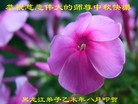 ֹ,󷨵ӹףʦ(19)
