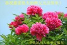 Published on 1/2/2016 ���ֹ�,��½�󷨵��ӹ�ףʦ��������֣�67��
