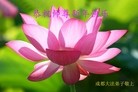 Published on 1/2/2016 ���ֹ�,��½�󷨵��ӹ�ףʦ��������֣�51����
