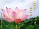 Published on 1/2/2016 ���ֹ�,��½�󷨵��ӹ�ףʦ��������֣�51����
