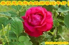 Published on 2/7/2016 ���ֹ�,��½�󷨵��ӹ�ףʦ�������(26��)

