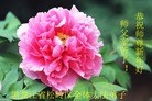 Published on 2/7/2016 ���ֹ�,��½�󷨵��ӹ�ףʦ�������(36��)
