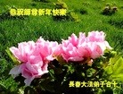 ֹ,ʡ󷨵ӹףʦ(21)
