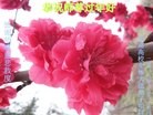 Published on 2/8/2016 ���ֹ�,����ϵͳ�󷨵��ӹ�ףʦ�������(20��)
