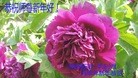 ֹ,󷨵ӹףʦ(22)
