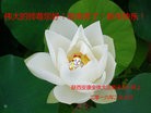 ֹ,󷨵ӹףʦ(21)

