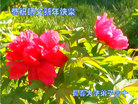 ֹ,ʡ󷨵ӹףʦ(19)