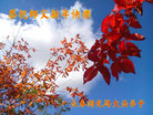 ֹ,ʡ󷨵ӹףʦ(24)
