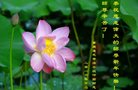ֹ,󷨵ӹףʦ(24)
